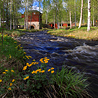 Försommargrönska i Rosfors